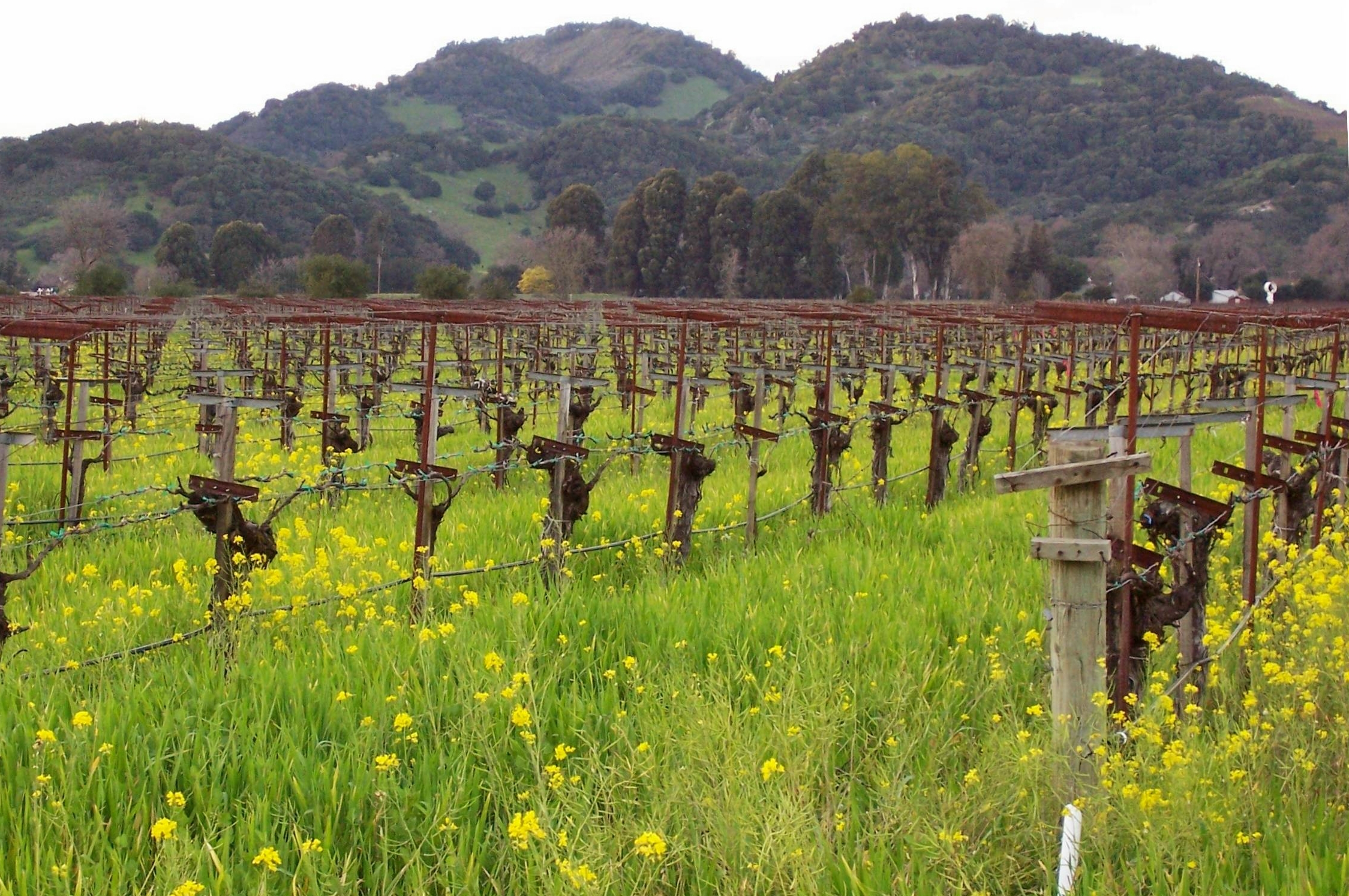 2011 Napa Cabernet: Throwing a Wet Blanket on a Cold Year