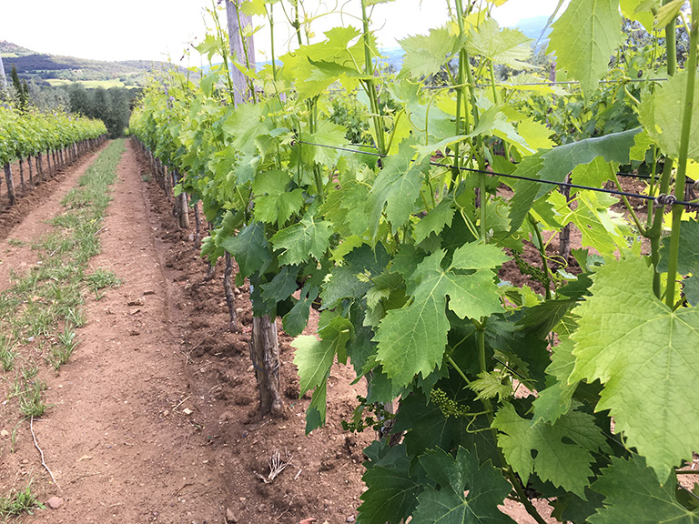 SO “INDUSTRIAL” WINE IS “BAD” WINE BUT WHAT ABOUT “INTERNATIONAL" WINE?