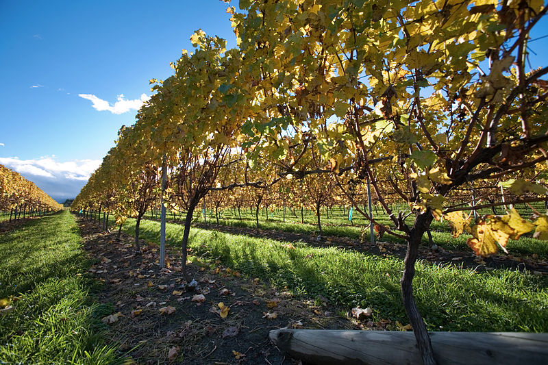 NZ Sauvignon Blanc Shortage Leads to Imports from Chile, South Africa
