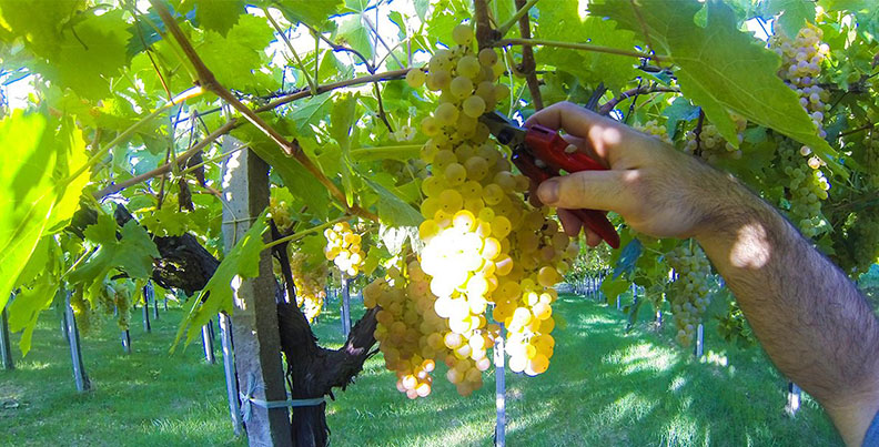 The Native Grapes of Abruzzo: Camillo Zulli of Cantina Orsogna