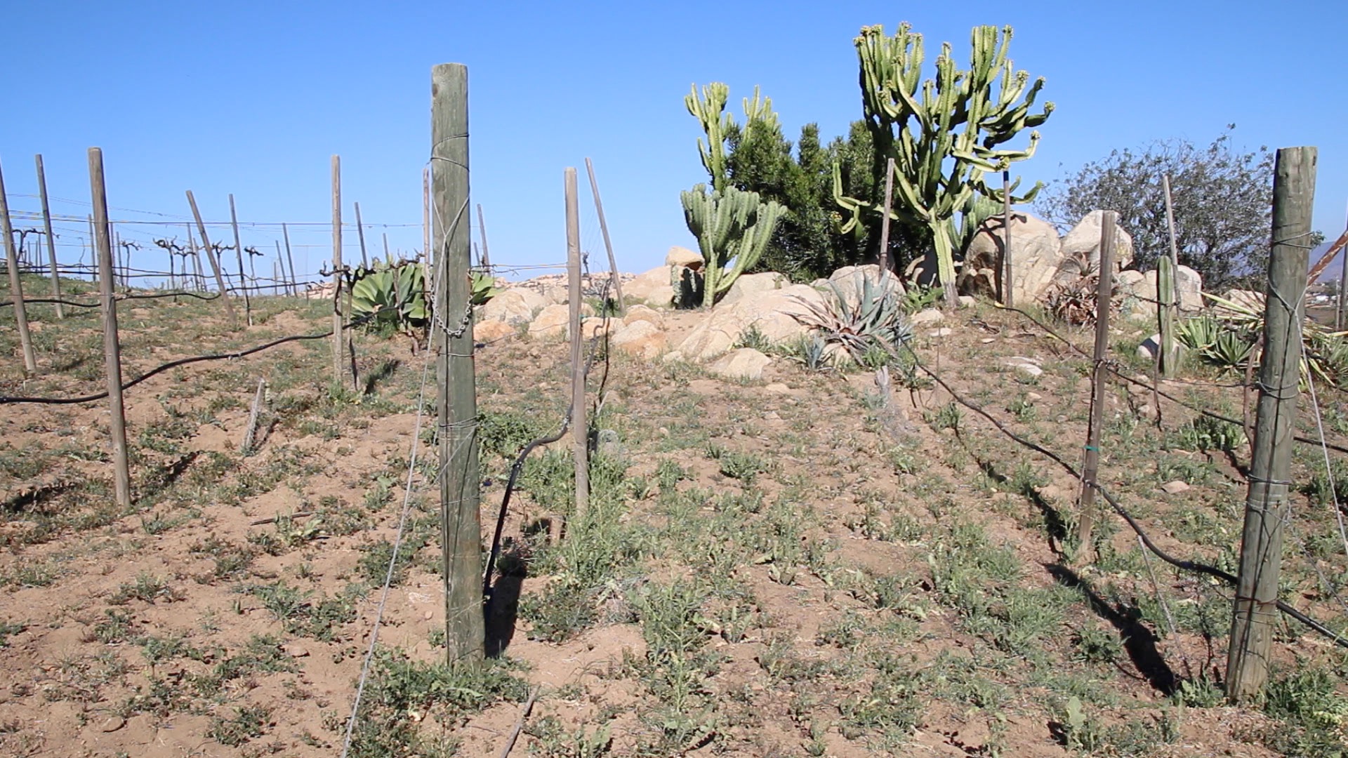 Dining and Lodging In Mexico's Up-And-Coming Wine Region, Valle de Guadalupe