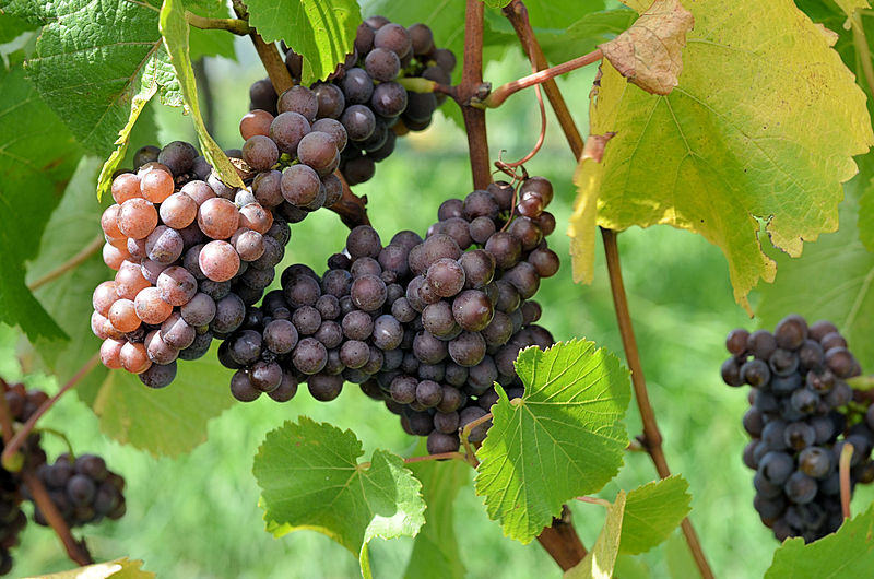 Does Your Pinot Grigio Have Supple and Sumptuous Style?