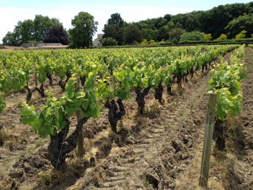 Exploring Muscadet with Vincent Lieubeau of Famille Lieubeau