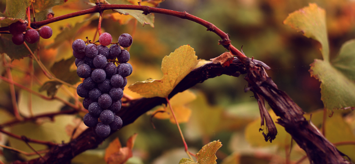 Wine as Fountain of Youth Too Good To Be True?