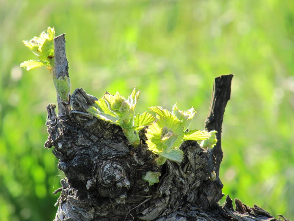 Embracing The Rhone Rangers