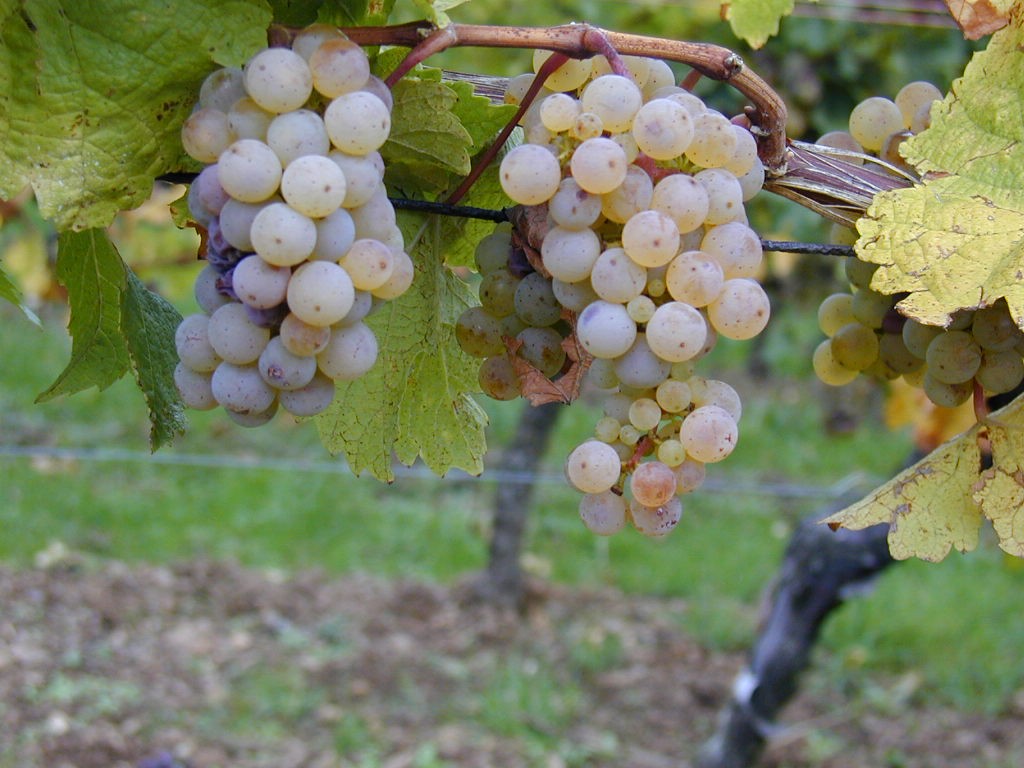 A little information about Riesling
