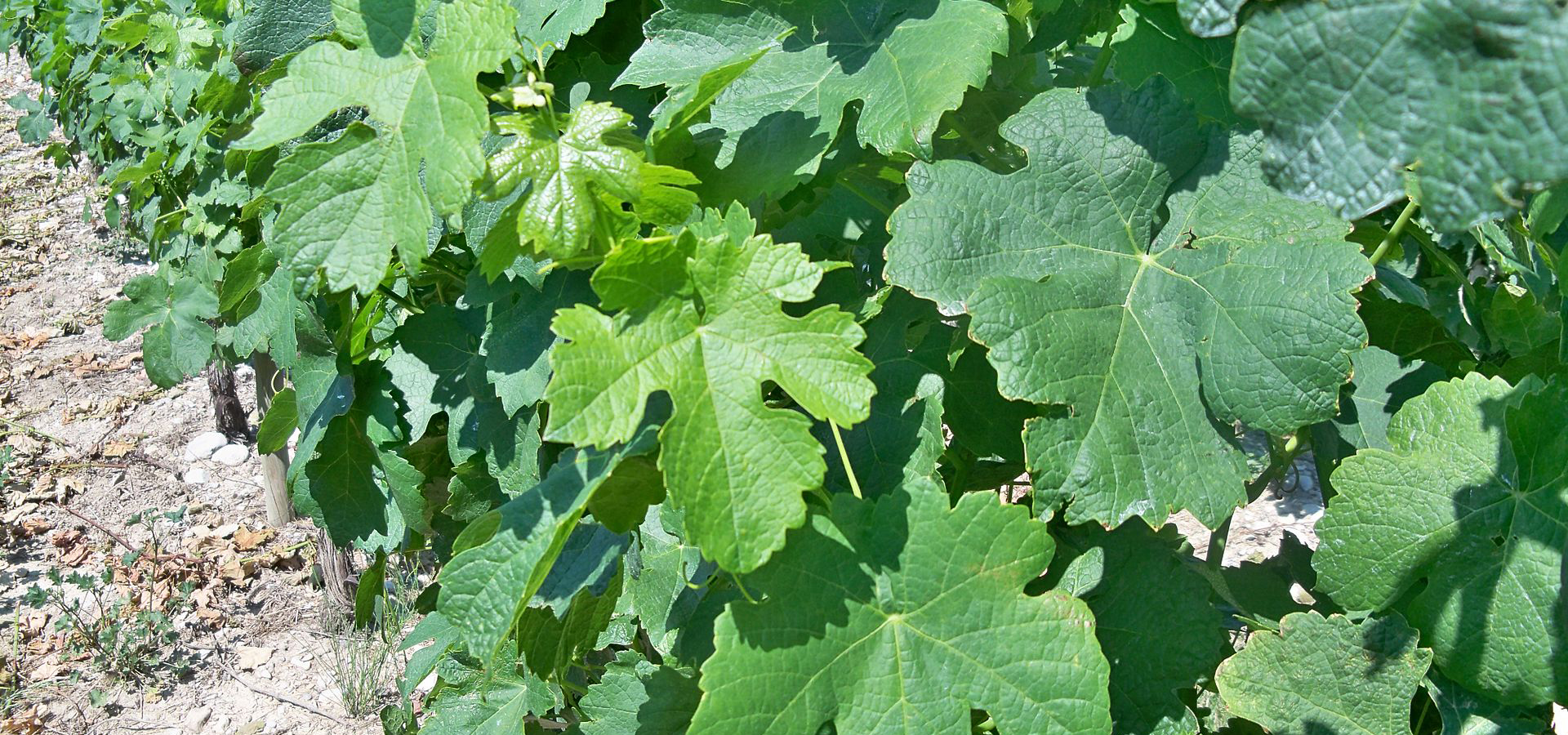 Unsung Heroes: Roussanne