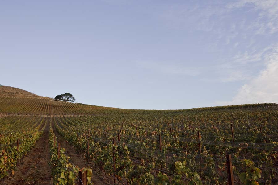 Celebrating Balance in Pinot Noir