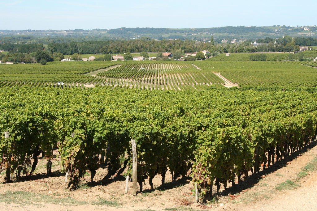A Dry Future for Sauternes?