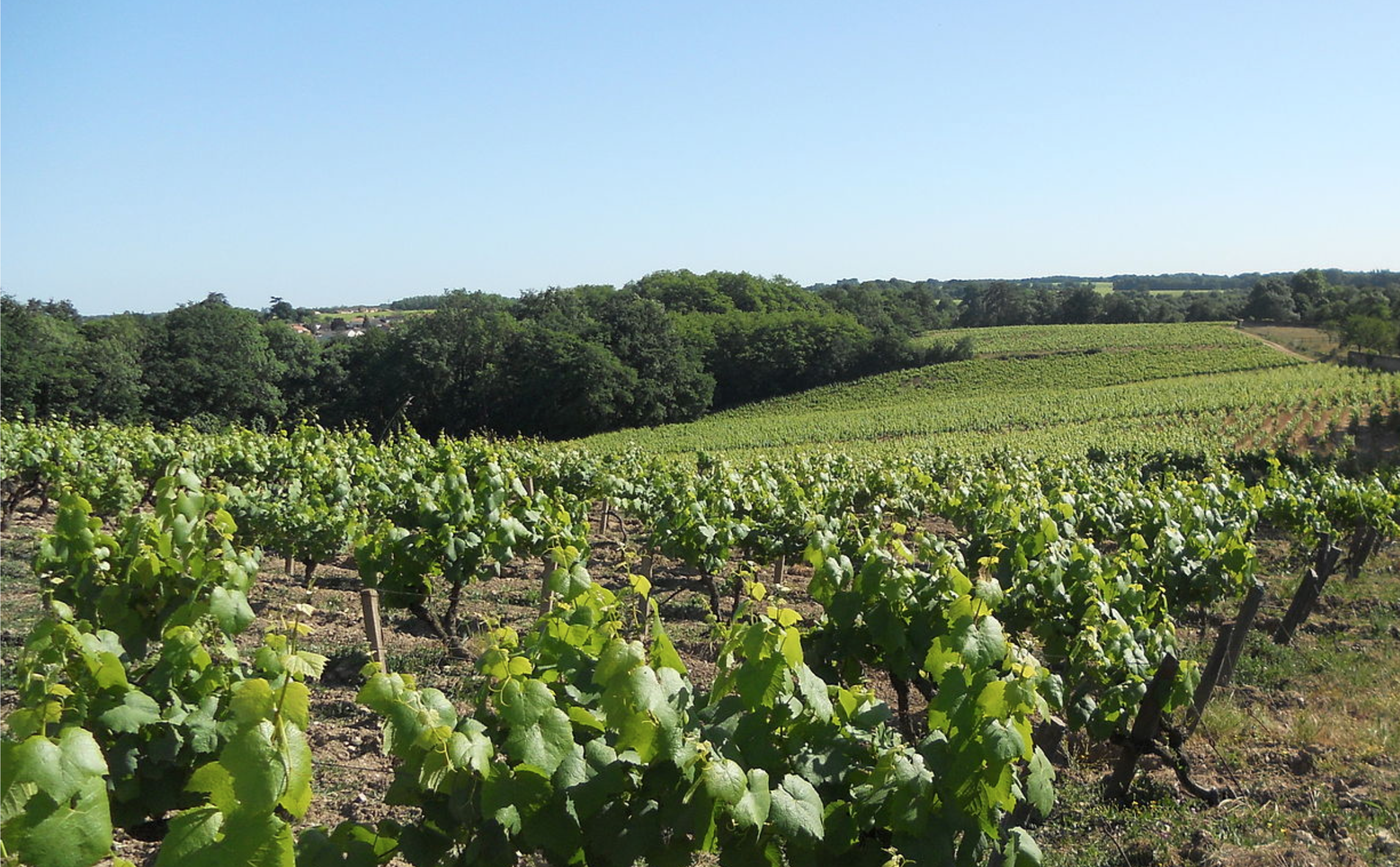 A Perfect Summer Delight: Muscadet