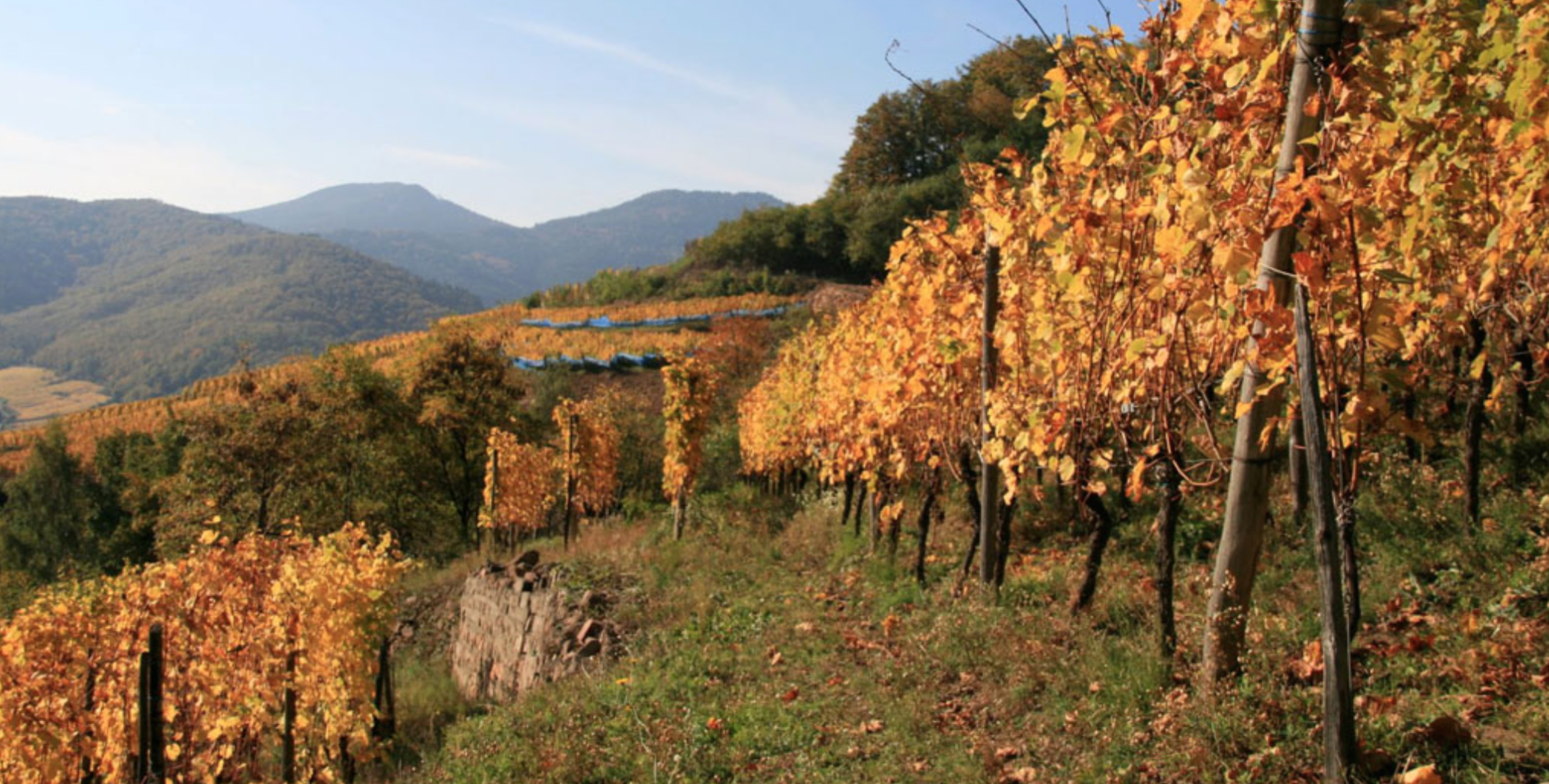 Biodynamic and Organic Alsatian Treasures from Domaine Bott-Geyl