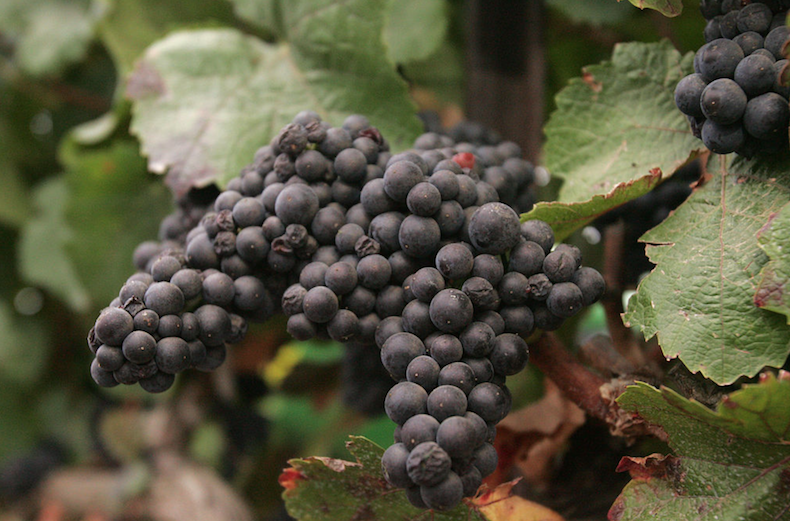 Element Syrah 2011
