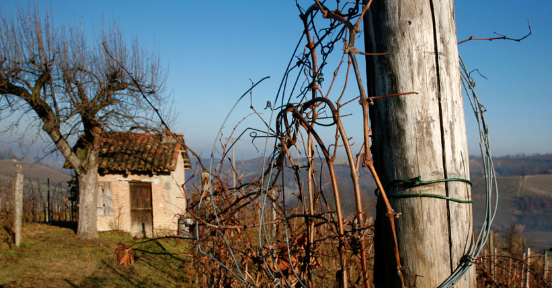 Annette Hilberg: Biodynamic Pioneer in the Piedmont