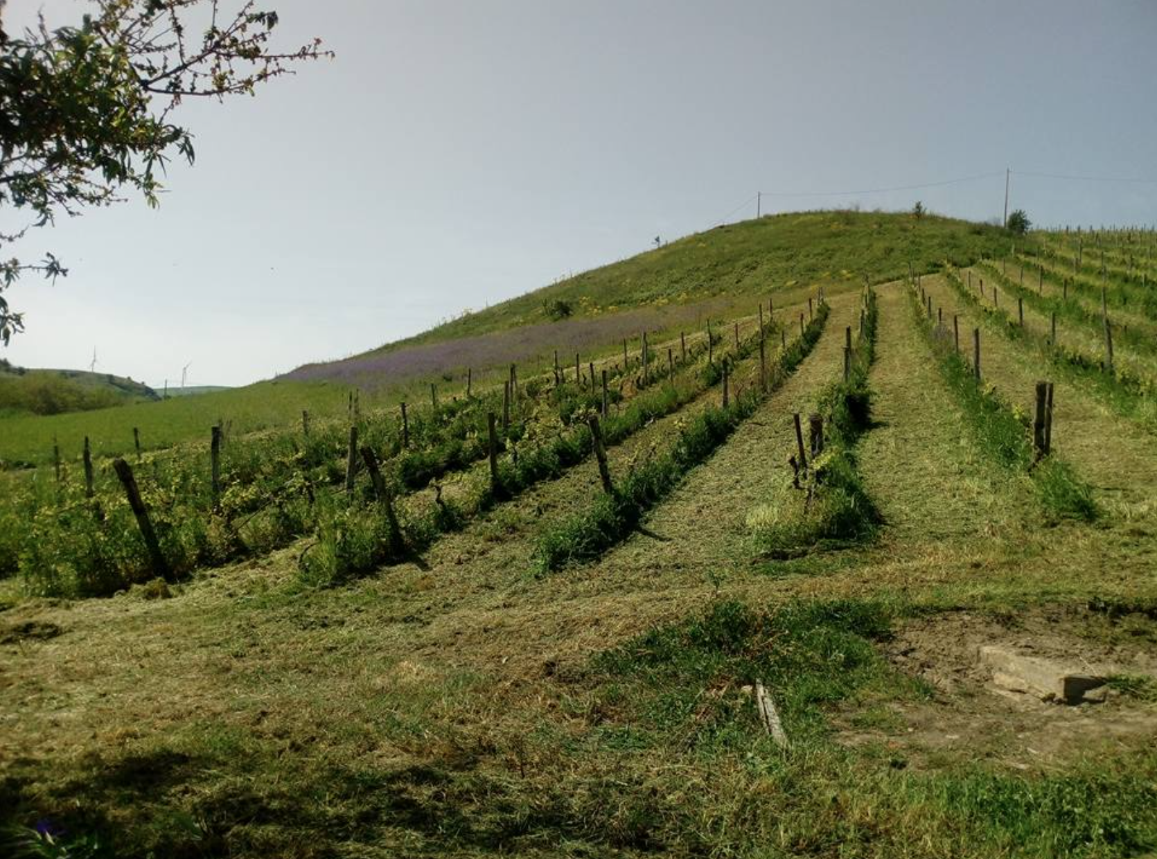 The Volcanic Wines of Basilicata: Emanuela Mastrodomenico of Mastrodomenico Vineyards