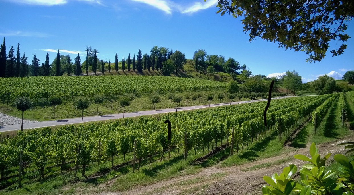 Roberto Felluga of Marco Felluga and Russiz Superiore on How The Collio Area is Making Italy's Most Serious White Wines