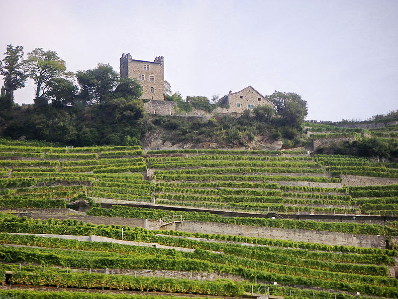Getting to Know Swiss Wines: 5 Illuminating Views