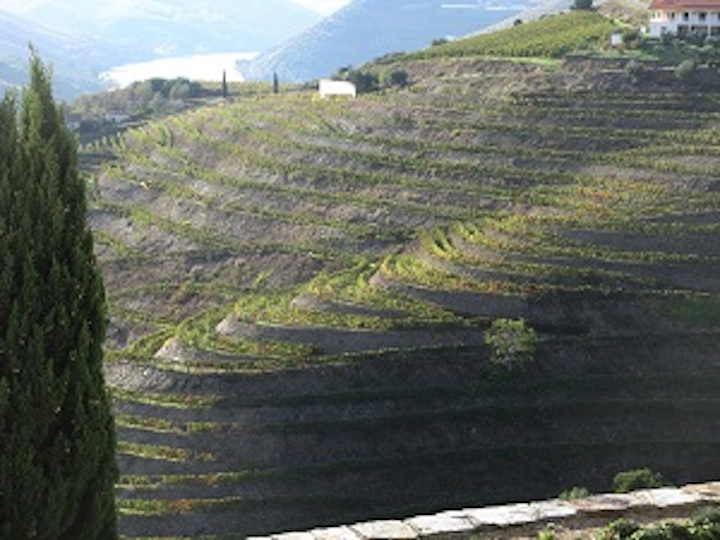 Conversations with Women Winemakers in Portugal's New Douro