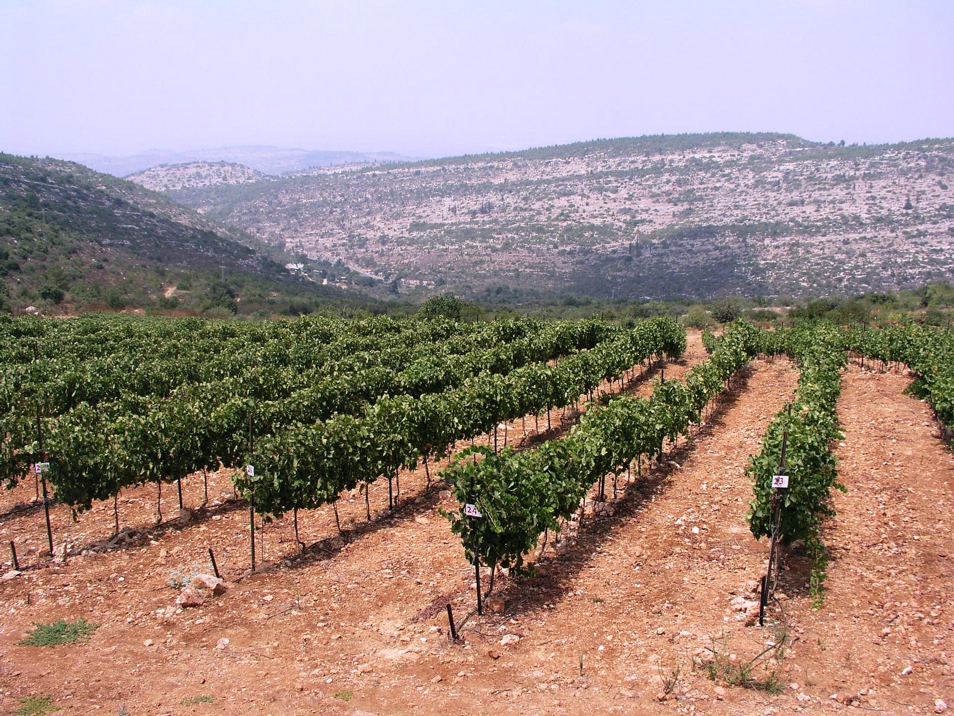 A True Pioneer of Israel's Terroir