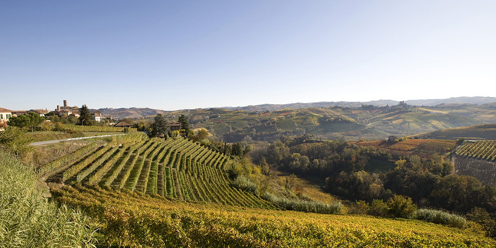 Barolo: I Am Not Ready. Wait!