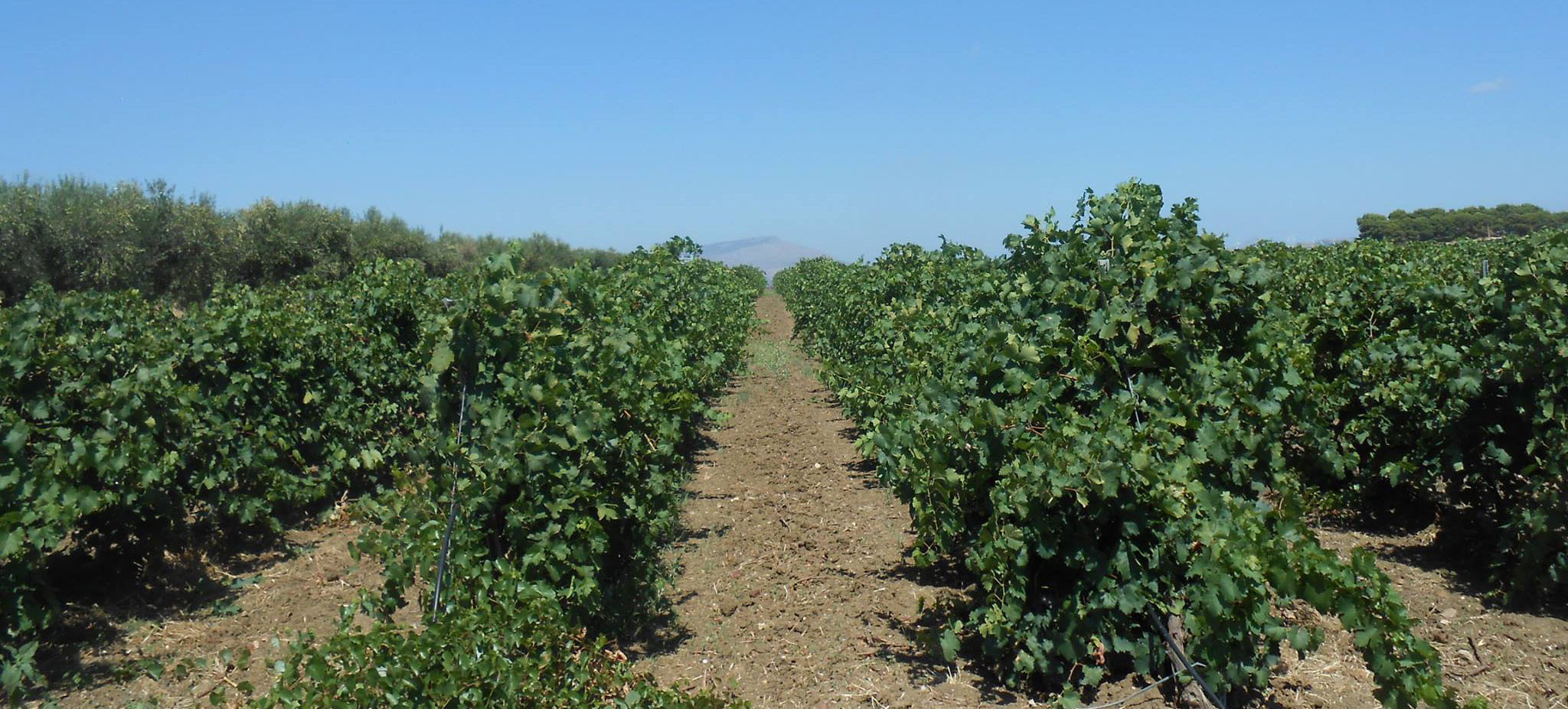Di Legami: Stylish Sicilian Wine With Organic Native Grapes