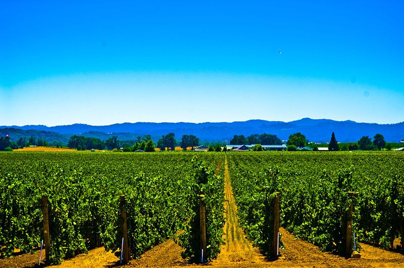 The Life of a 4th Century A.D. Egyptian Vineyard Guard