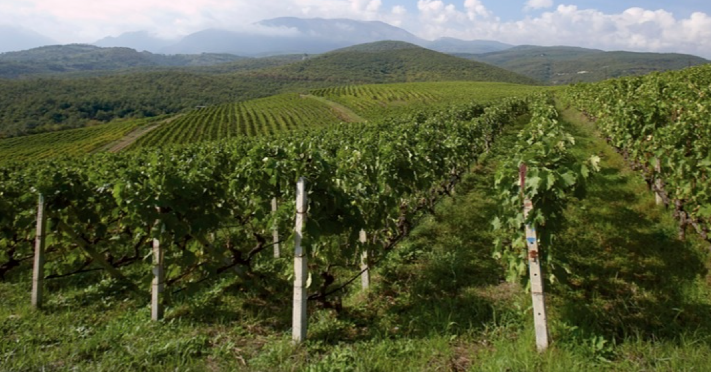 Greek Wine Is On The Rise: Exploring Naoussa