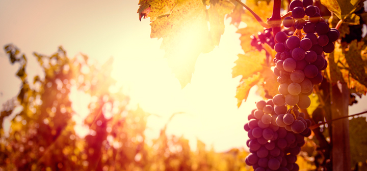 Ten Things You Didn't Know About Wine